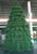 Paramount Spruce Christmas Tree - Indoor