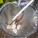 Overhead Image of a Leaf Being Placed into a Liner Using A Litter Picker