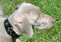 Medium Dog Breeds