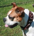 Large Dog Breeds