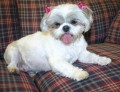 Small Dog Breeds