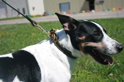 Deer Tan Dog Collar