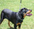Kwik Release Spike Training Collars