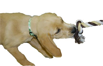 ropetoypete.jpg