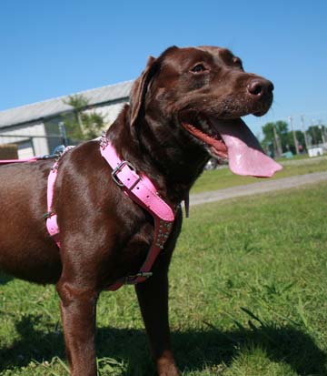 signature-pink-harness-174dsk-2.jpg