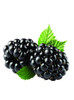 Speck Lorem Ipsum PixelSkin