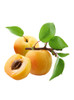 Apple iPhone Lorem PixelSkinIpsum