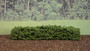 HSS HG1 - Medium Green Hedge 9cm (pack of 5)