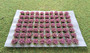 Self Adhesive 'Pink' Flowered Grass Tufts (70)