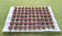 Self Adhesive 'Light Violet' Flowered Grass Tufts (70)
