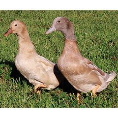 Buff Ducklings Strombergs Chicks & Game Birds