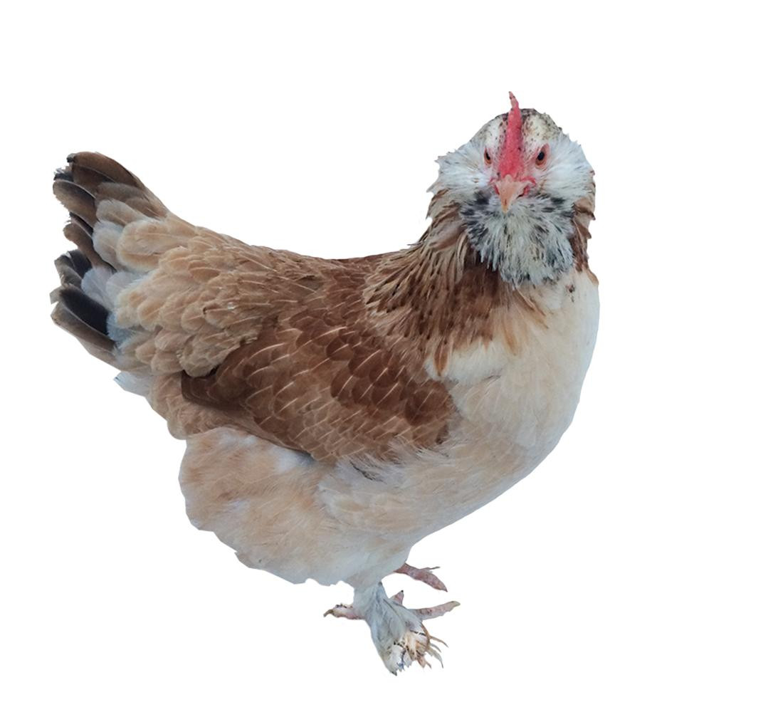 Salmon Faverolle Chicks Strombergs Chicks & Game Birds