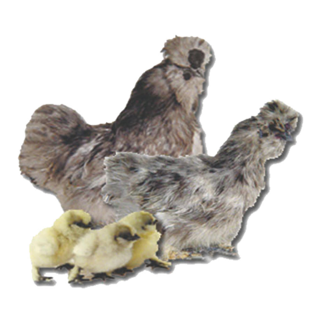 Blue Silkie Bantam Chicks, Not Sexed | Strombergs Chicks & Game Birds
