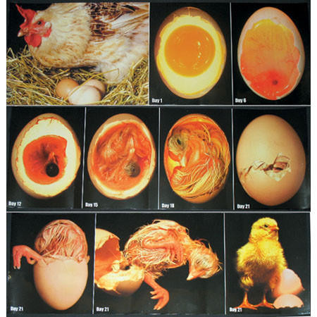 Embryology Color Photo Poster Set Strombergs Chicks Game Birds Embryology Color Photo Poster Set Strombergs Chicks Game Birds