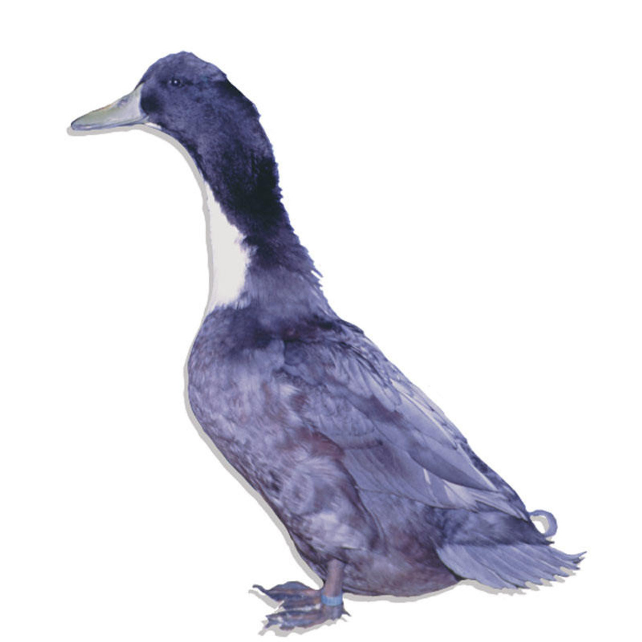 crested blue swedish duck