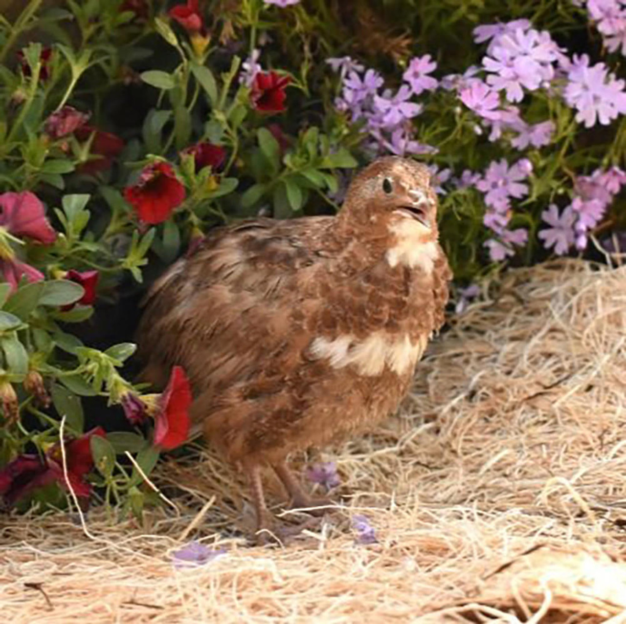 Blue Scale Quail Chicks  Strombergs Chicks & Game Birds