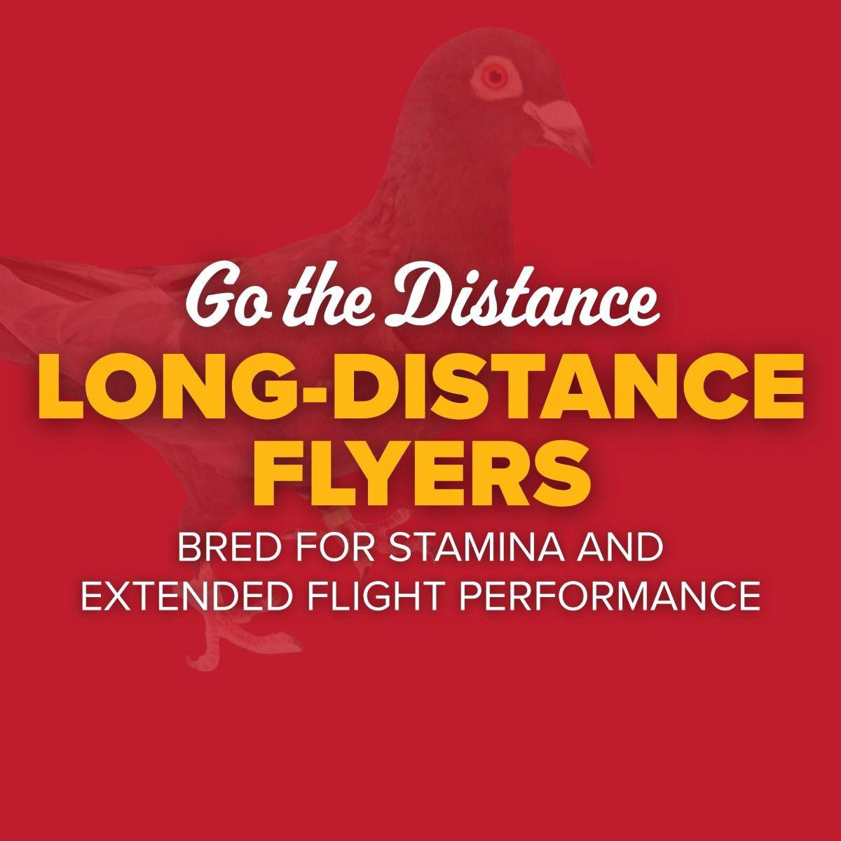 Poultry Racing Homer Black Eagle Racing Homer Pigeons | Stromberg's Chickens