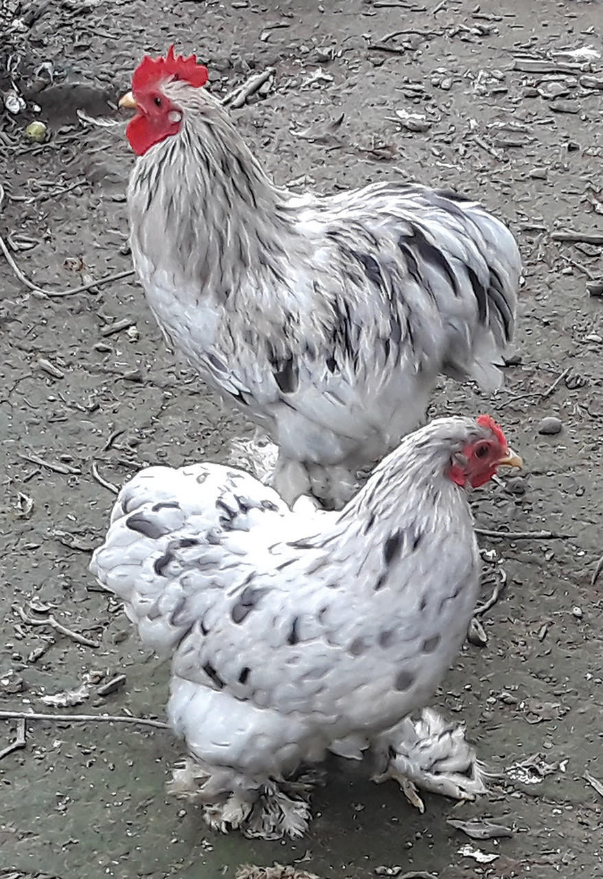 Buff Cochin Bantam Chicks, Not Sexed