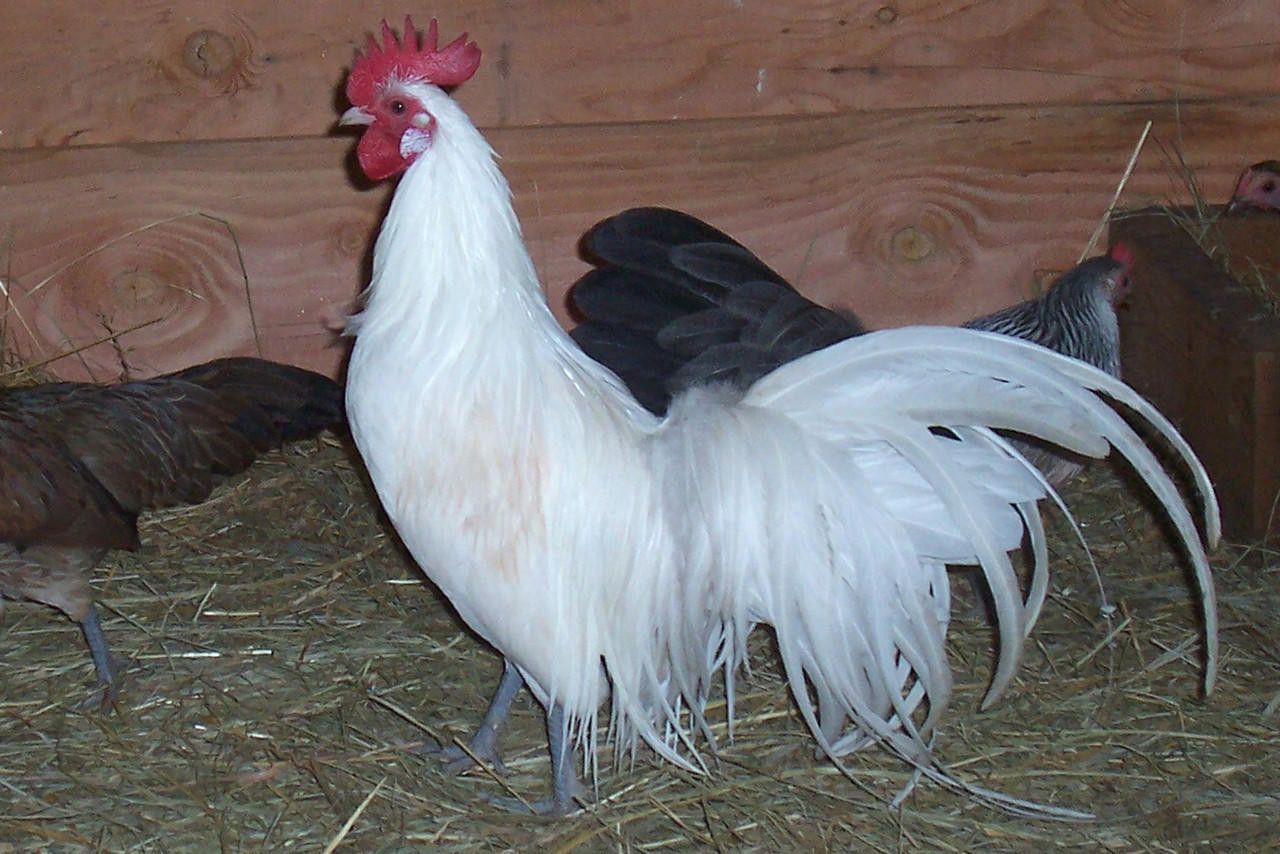 White Phoenix Bantam Chicks, Not Sexed | Strombergs Chicks