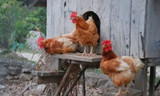 Choosing a Location For Your Chicken Coop