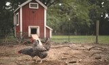 How to Properly Clean a Chicken Coop