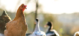 Chicken Breed Glossary