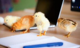 2 Tips for Hatching Chickens in Your Classroom