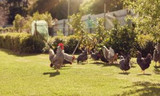 How to Prevent Disease Spread in Backyard Flocks