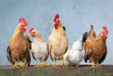 7 Benefits to Raising Backyard Chickens