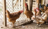 Guide to Protecting Chickens from Predators