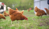 3 Tips for Training Your Backyard Chickens