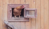 Different Types of Chicken Coops