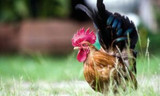 3 Things to Know About Bantam Chickens
