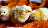 The Most Common Chick Diseases