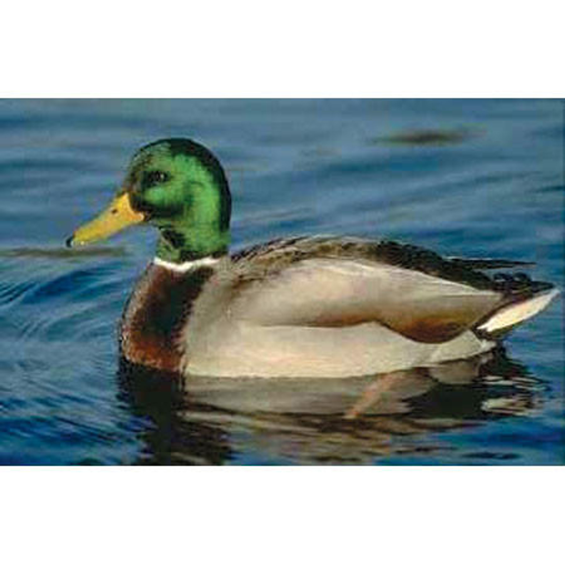 Mallard Duck Eggs Order Online Stromberg S Chickens   LIV DCK Mallard LG  89250.1675378147 