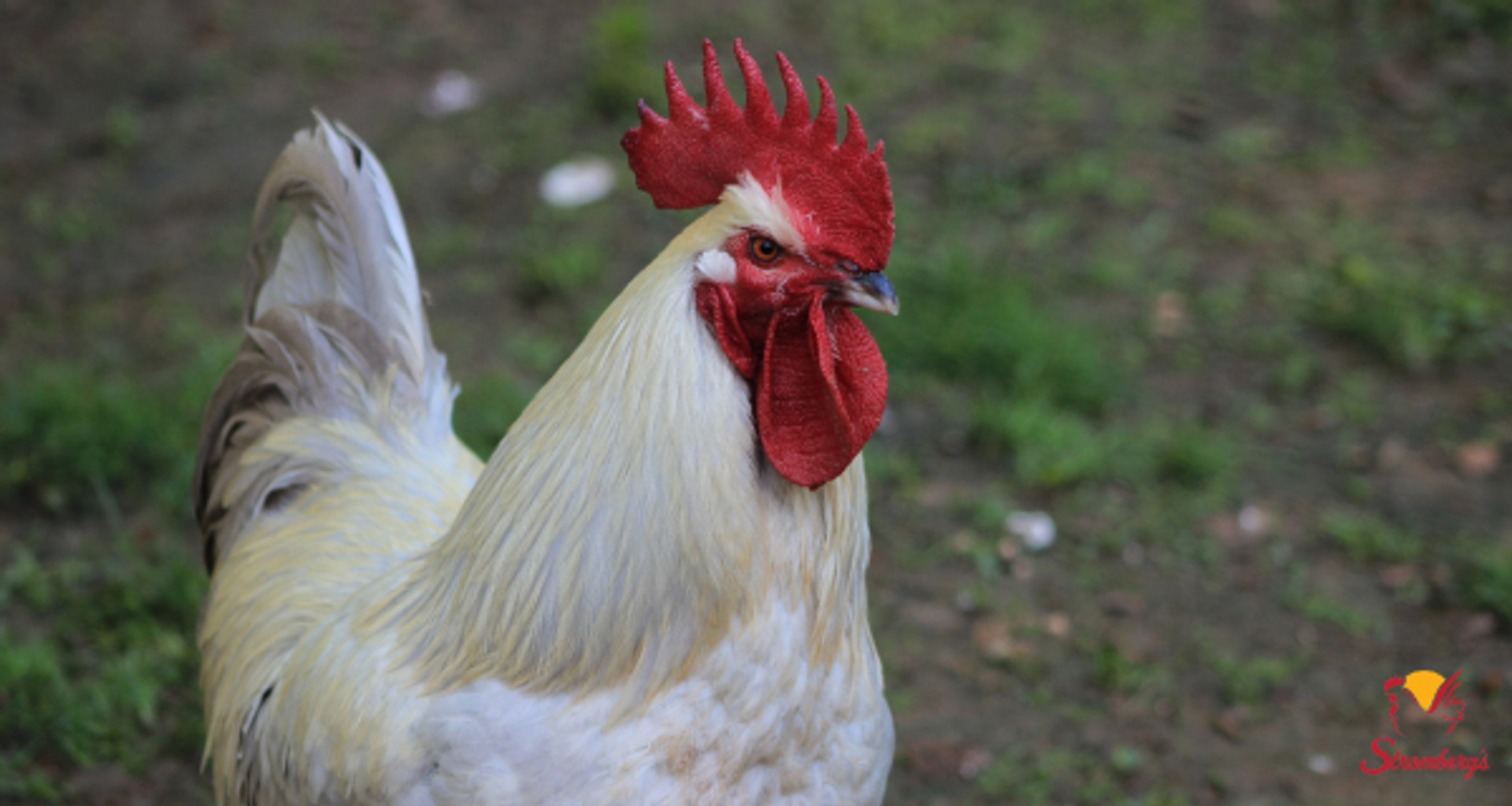 Chicken Breeds: Which one is right for me?