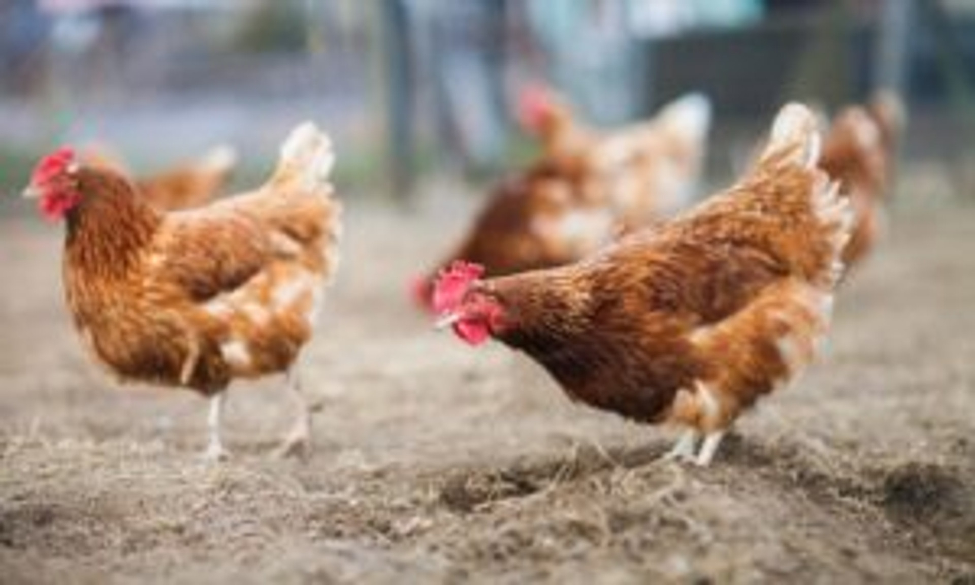 3 Strategies for Chicken Flock Entertainment thumbnail image