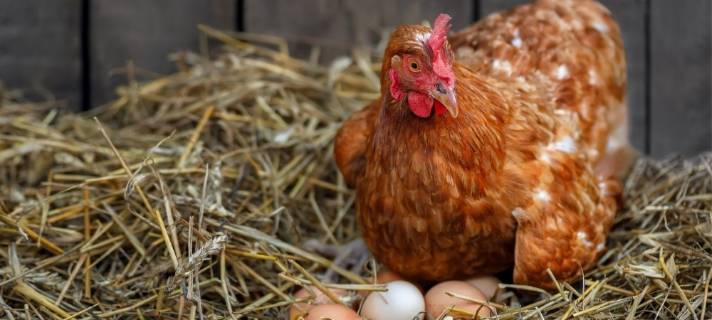 Top 3 Nesting Materials For Chickens thumbnail image