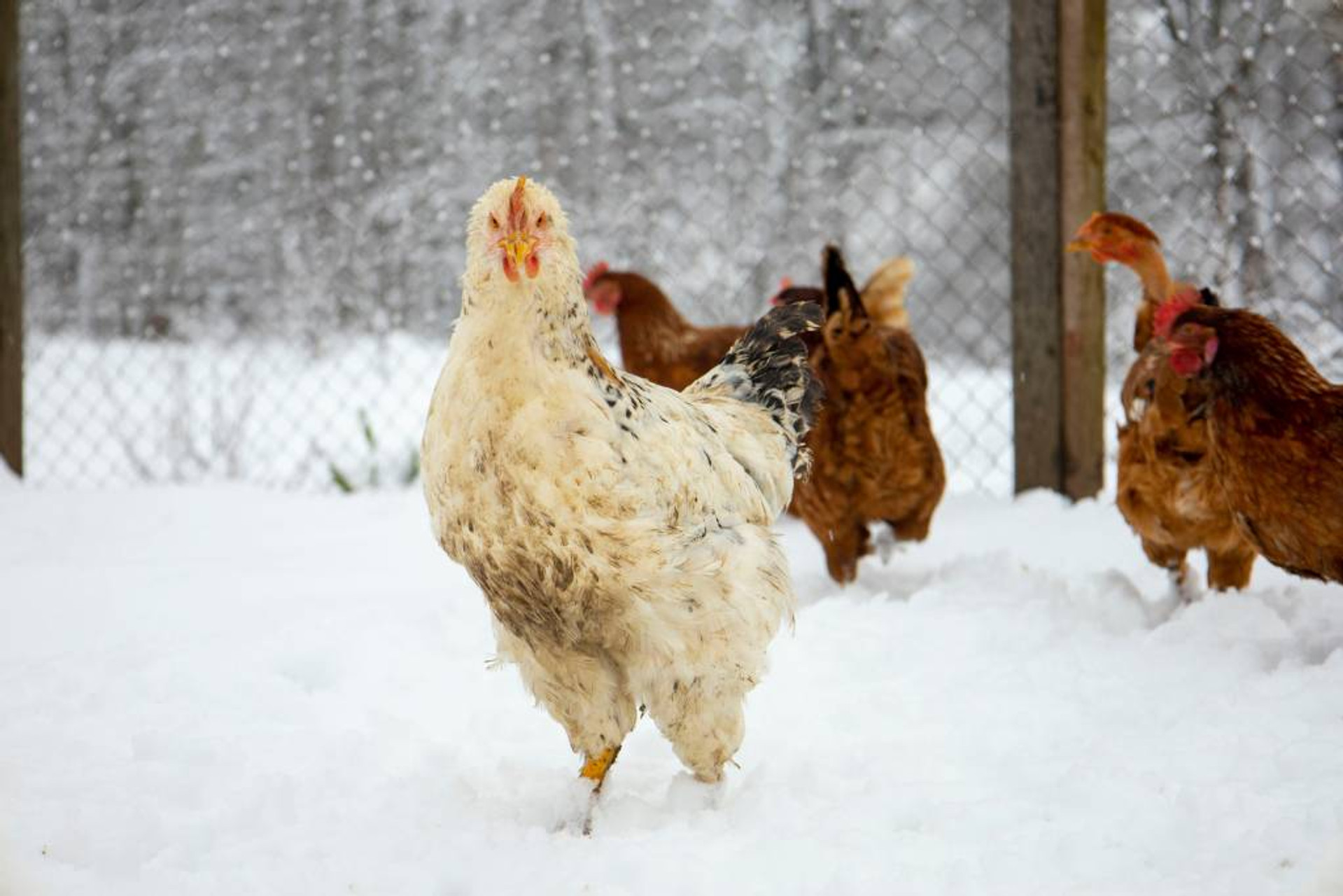 Winter Chicken Coop: 7 Tips for Winterizing Your Coop thumbnail image