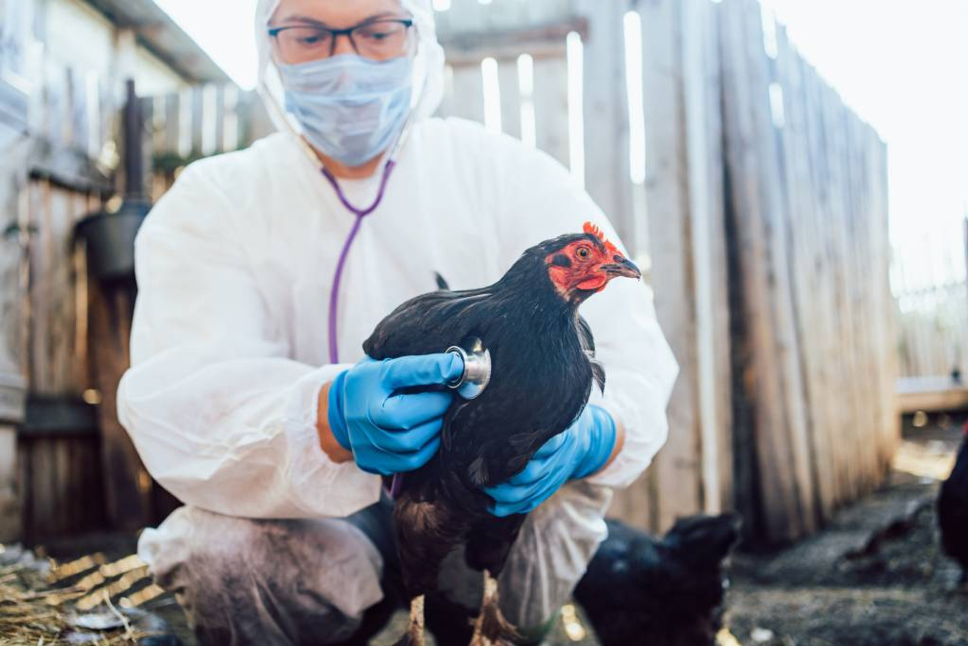 7 Symptoms of Bird Flu to Look Out for in Backyard Chickens thumbnail image