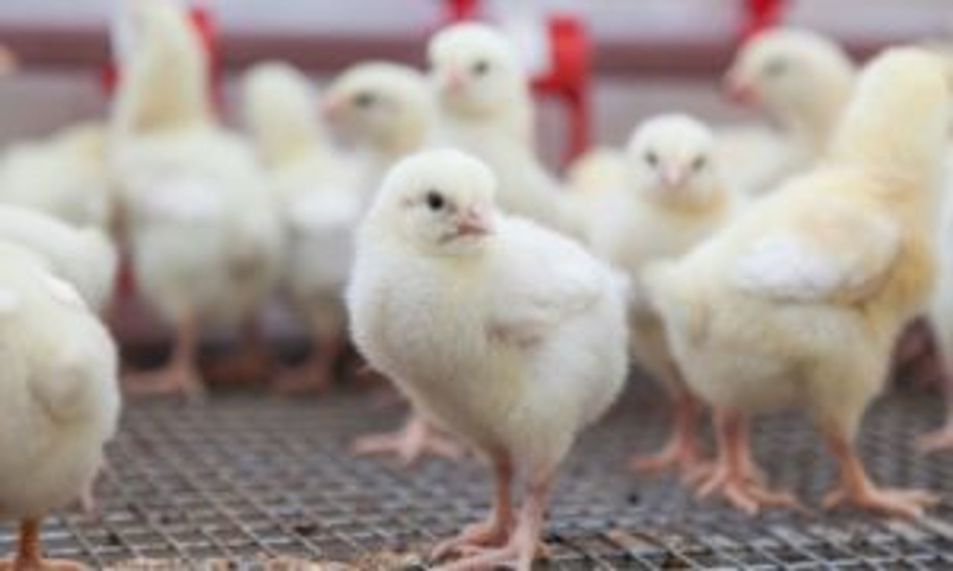 Taking Care of Chicks in the Winter thumbnail image