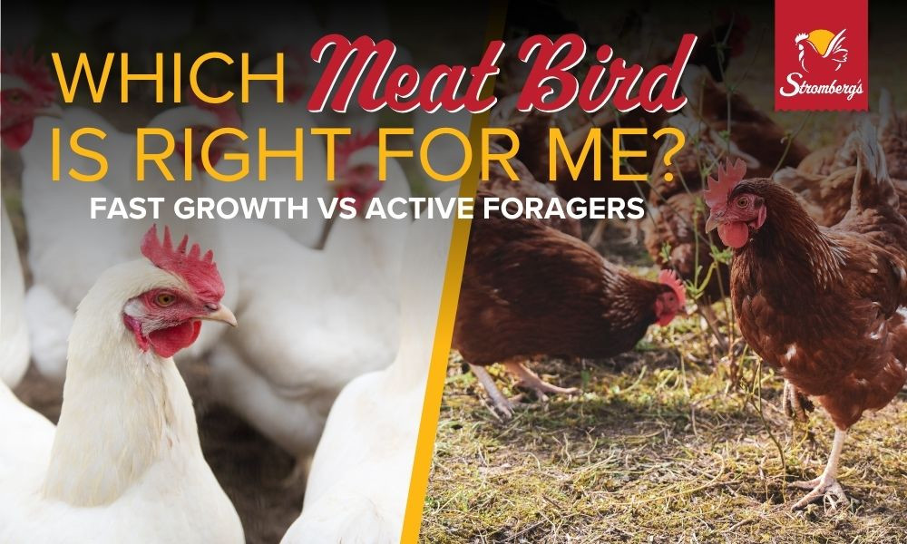 Which Meat Bird Is Right for Me?  thumbnail image