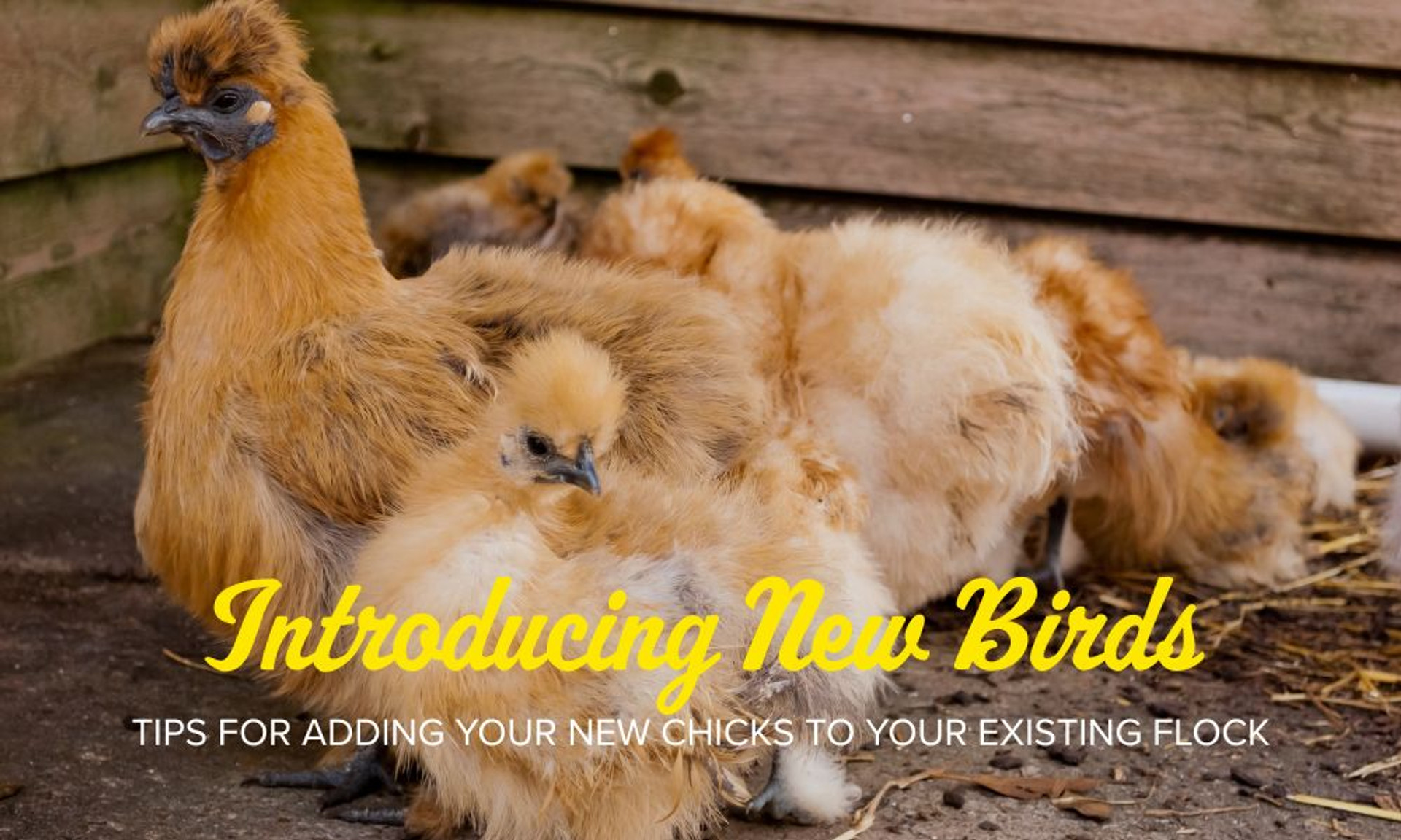 Introducing New Birds thumbnail image