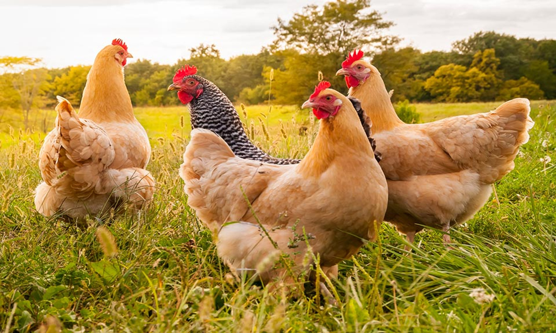 Selecting a Poulty Breed