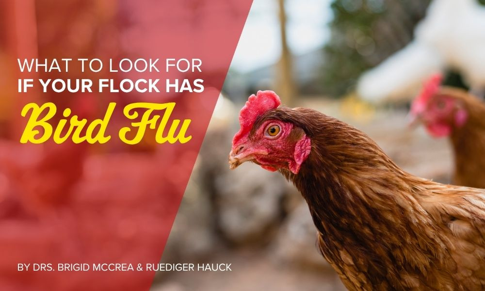 What to look for if your flock has Bird Flu thumbnail image