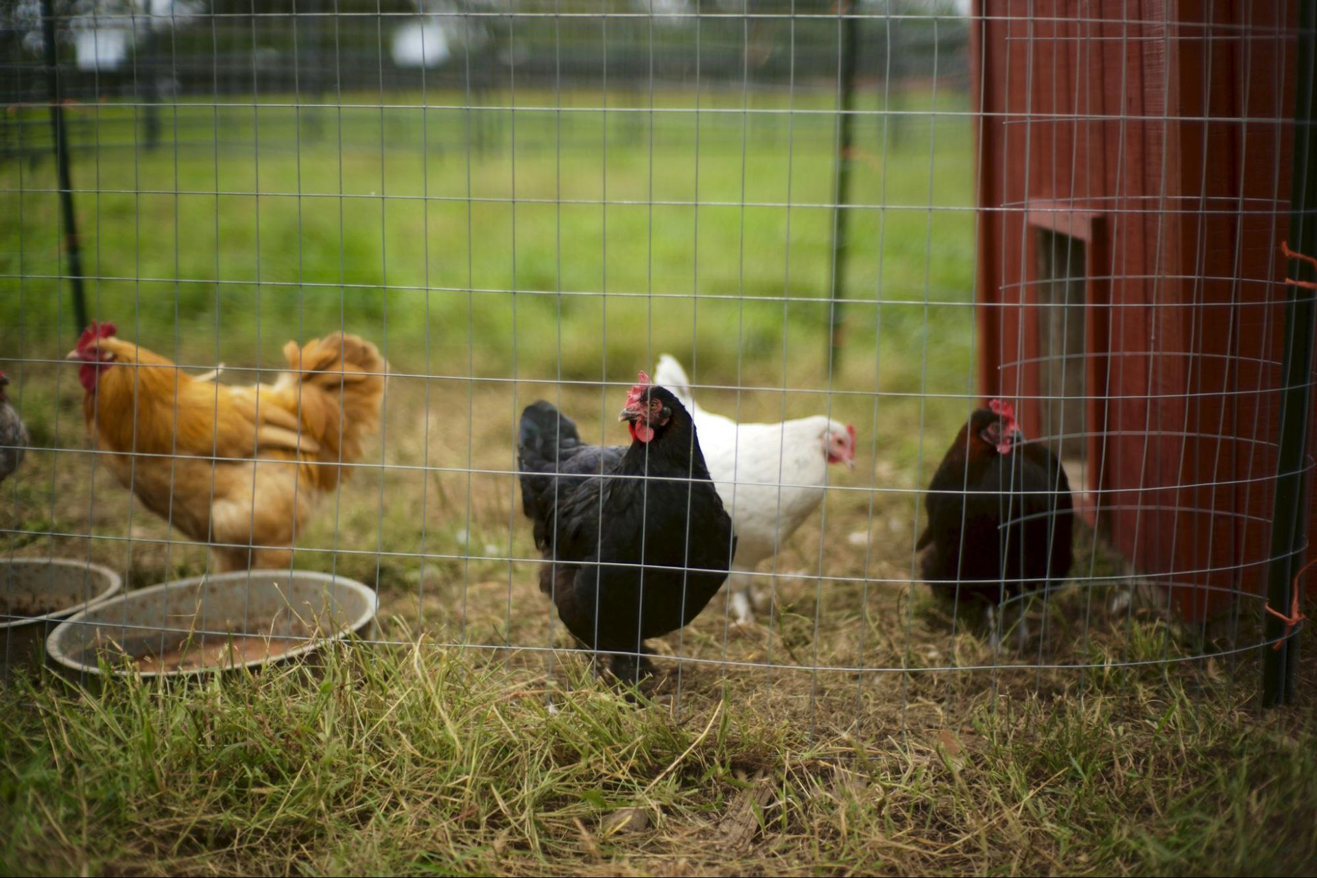 An Overview of Marek’s Disease in Chickens thumbnail image