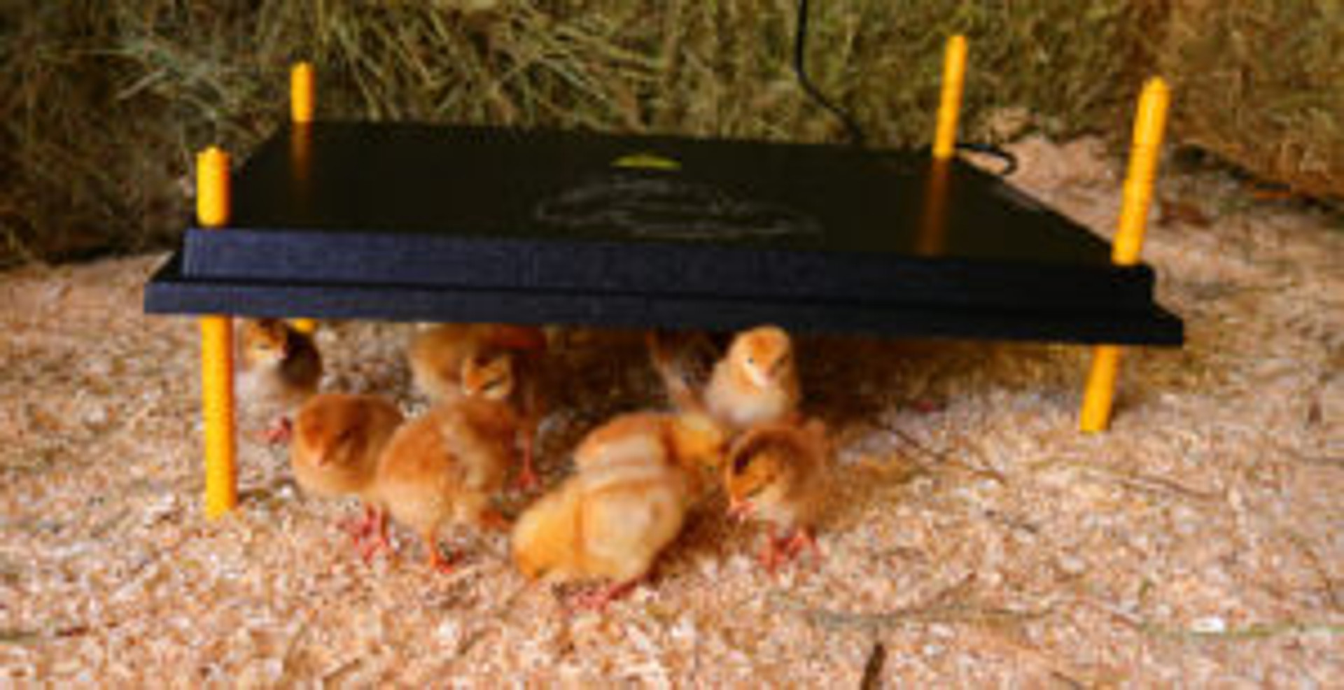 Pros and Cons of Lighting Your Chicken Coop in Winter - Strombergs