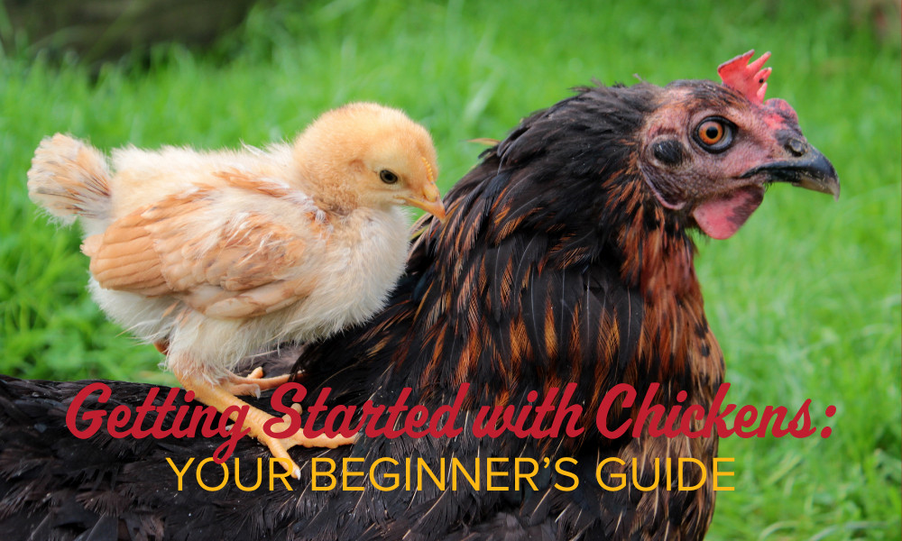 Getting Started with Chickens: Your Beginner’s Guide thumbnail image