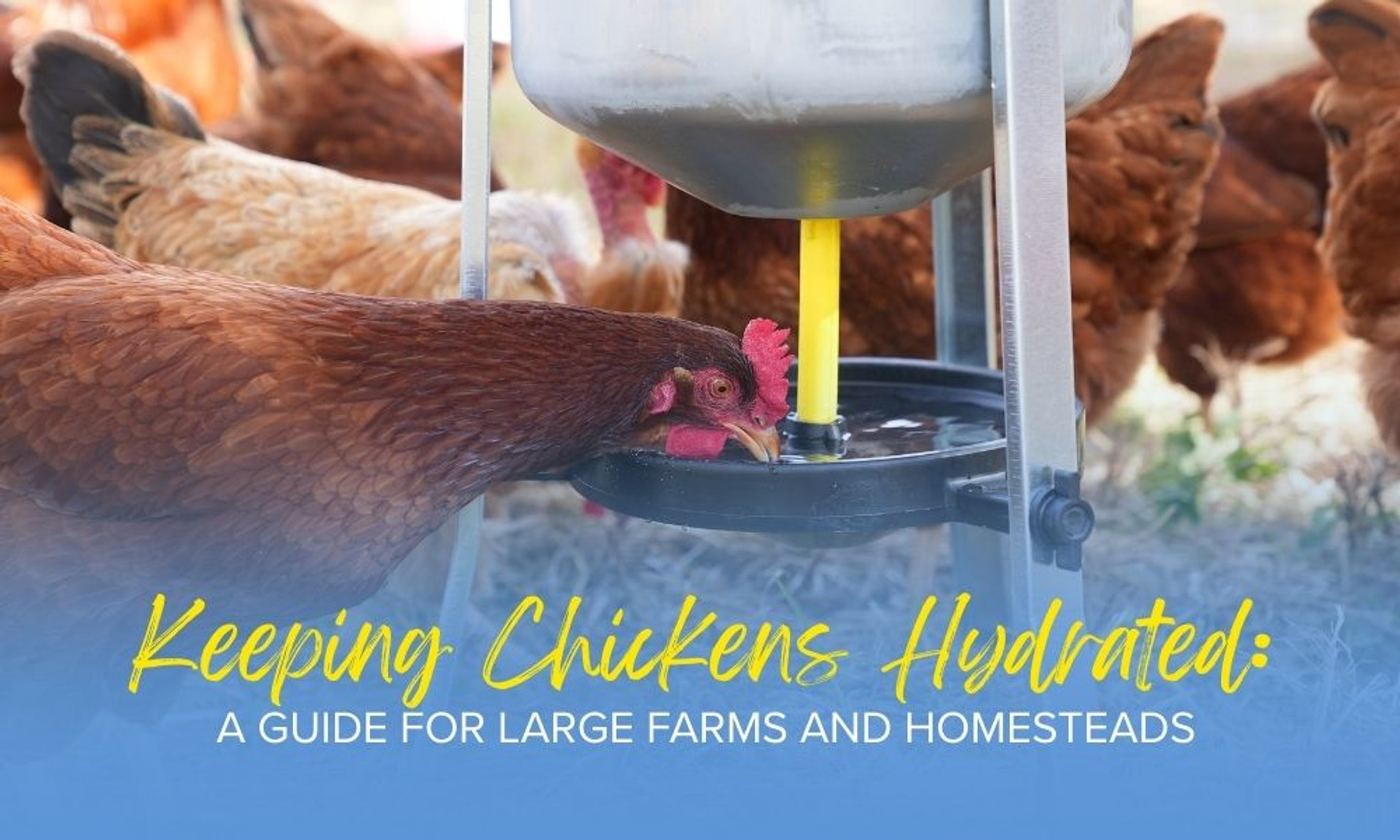 ​​​Keeping Chickens Hydrated: A Guide for Large Farms and Homesteads​  thumbnail image