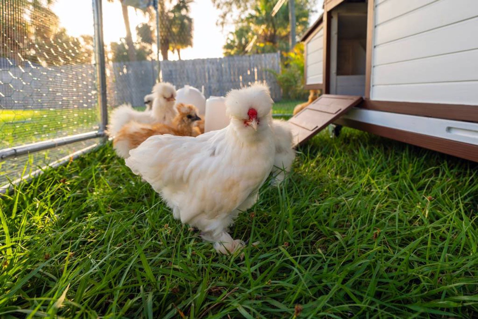 Raising Chickens 101: Common Mistakes to Avoid thumbnail image